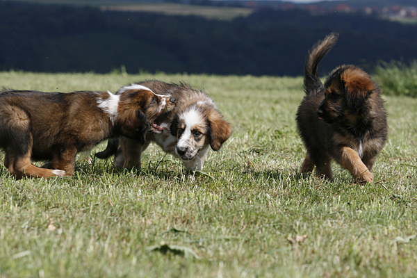 Wäller vom Albtrauf